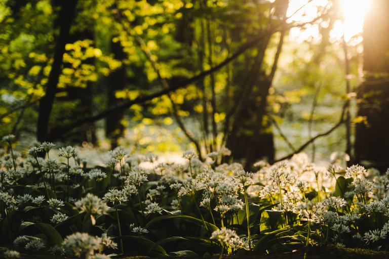 Wild garlic in spring 