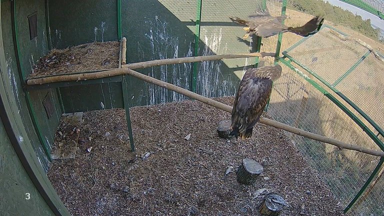 young white-tailed eagle flies out of the pen