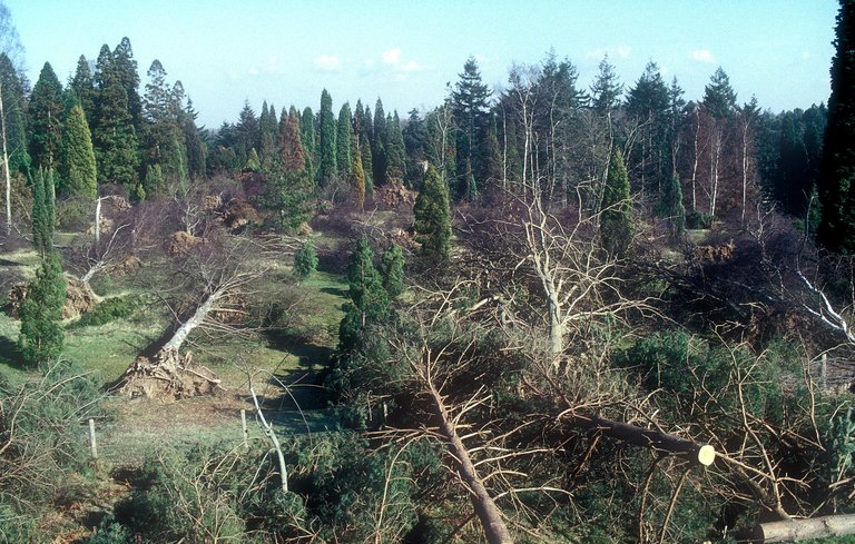 The great storm 1987 at Bedgebury 