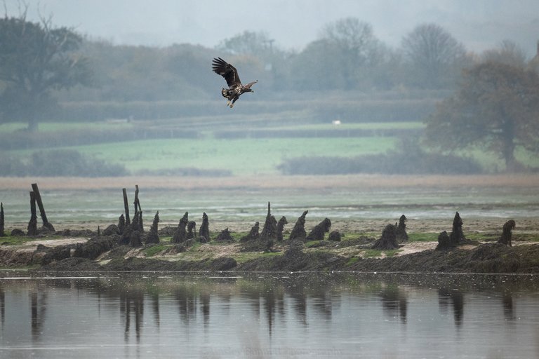 white-tailed eagle in flight along the water with a countryside backdrop