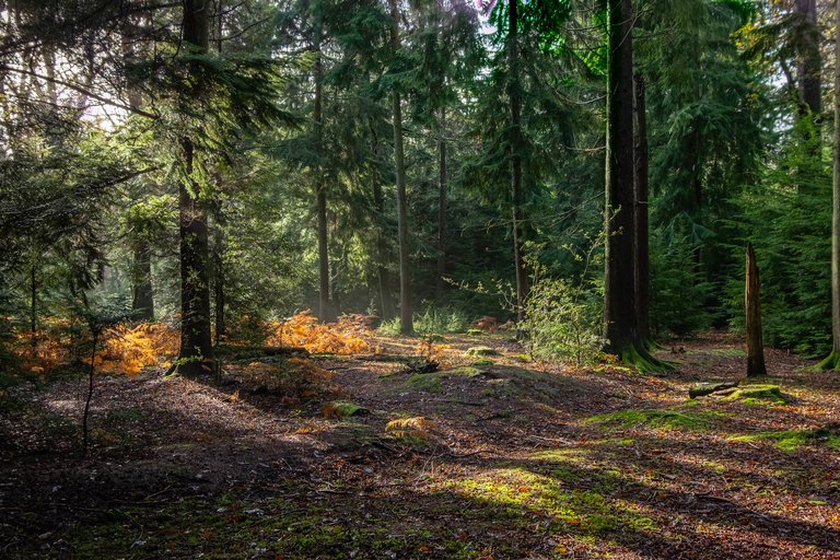 sun dappled forest floor