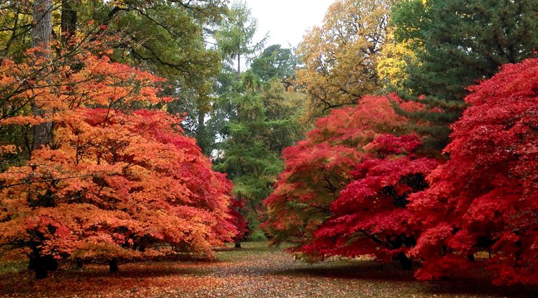 Autumn in Acer Glade Westonbirt