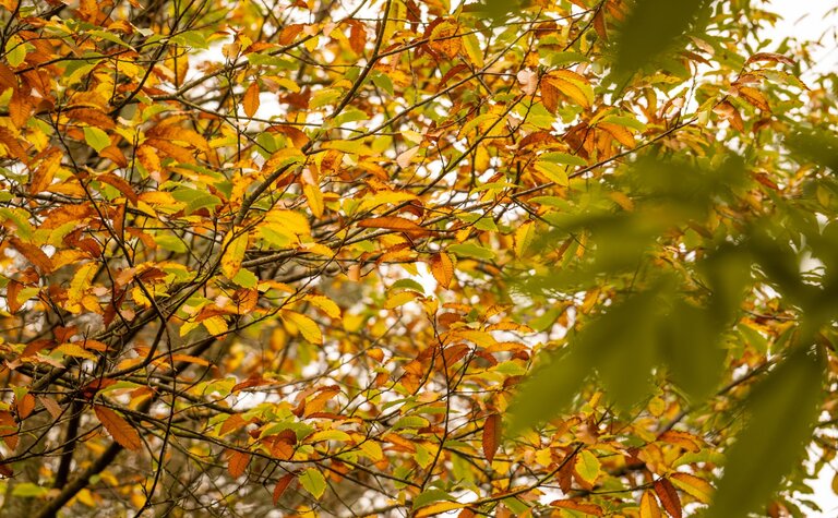 Close-up of orange-brown autumn leaves on a tree.