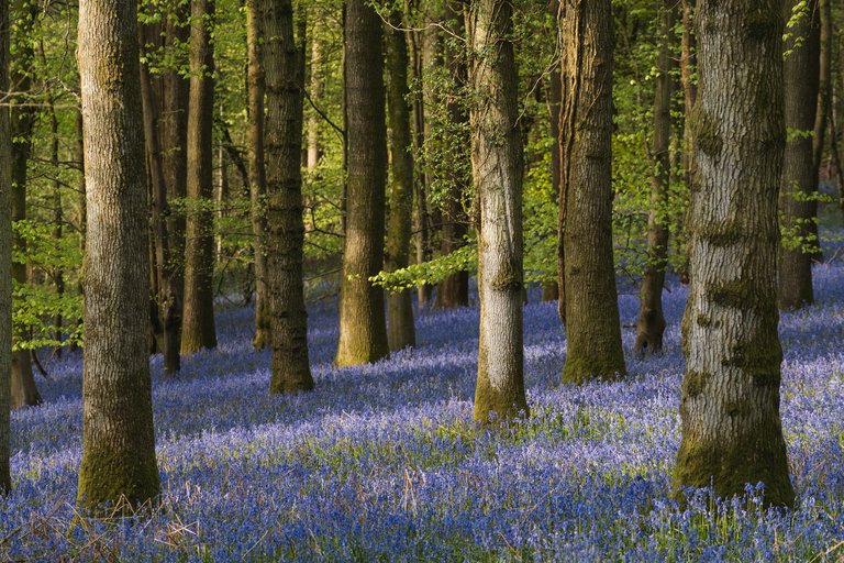 Bluebell woodland in Forest of Dean