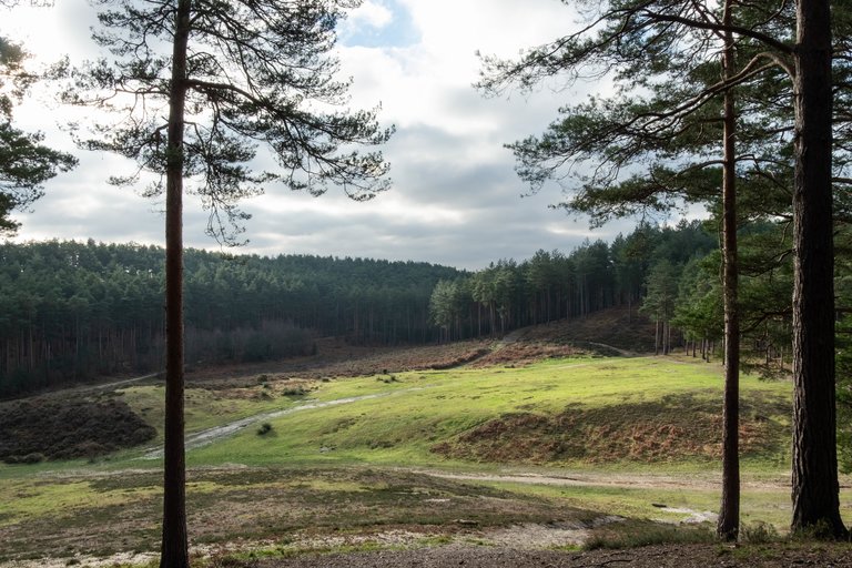 landscape with conifer forest on the horizon