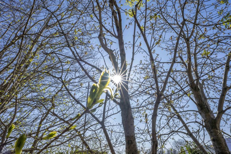 Tree bud in front of the sun 