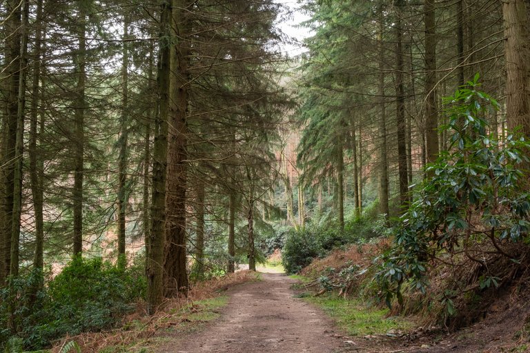 path through woodland