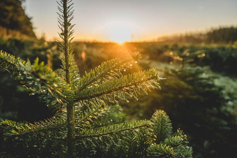 Real Christmas trees at sunset