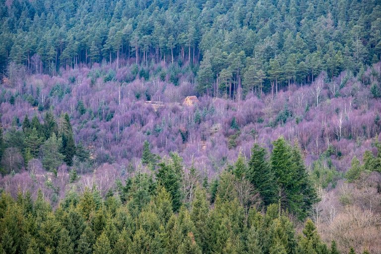 Green and grey tree tops on hilly landscape 