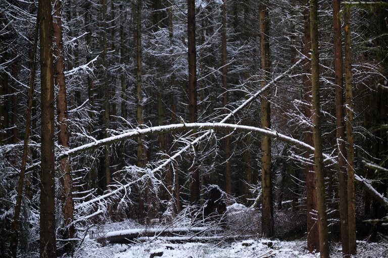 Horizontal tree branches dusted with snow 