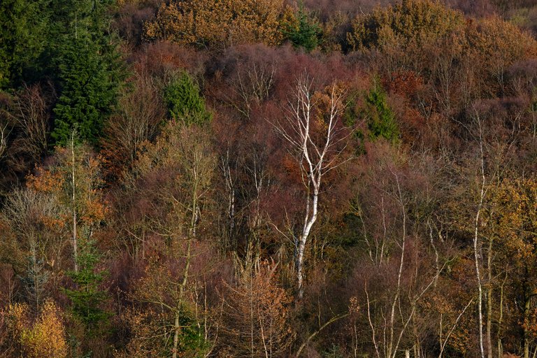 Dark orange leaved trees