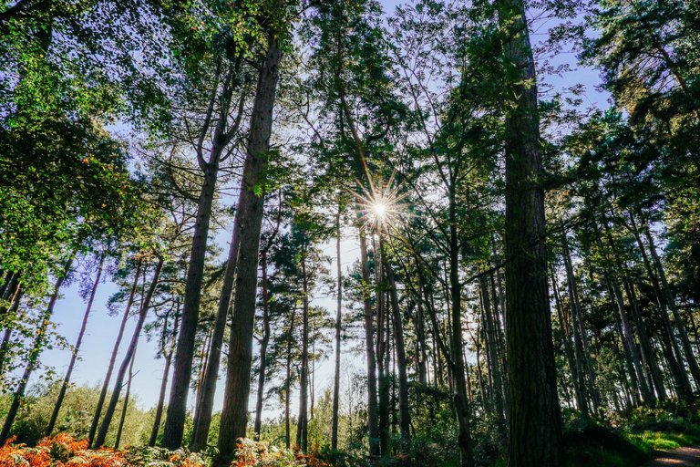 Blue sky and sun visible through tall tree trunks in the forest