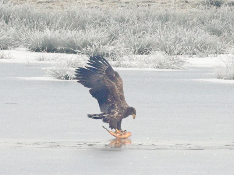 A white-tailed eagle fishing on an icy lake