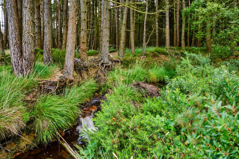 Small stream running beneath tree trunks and roots