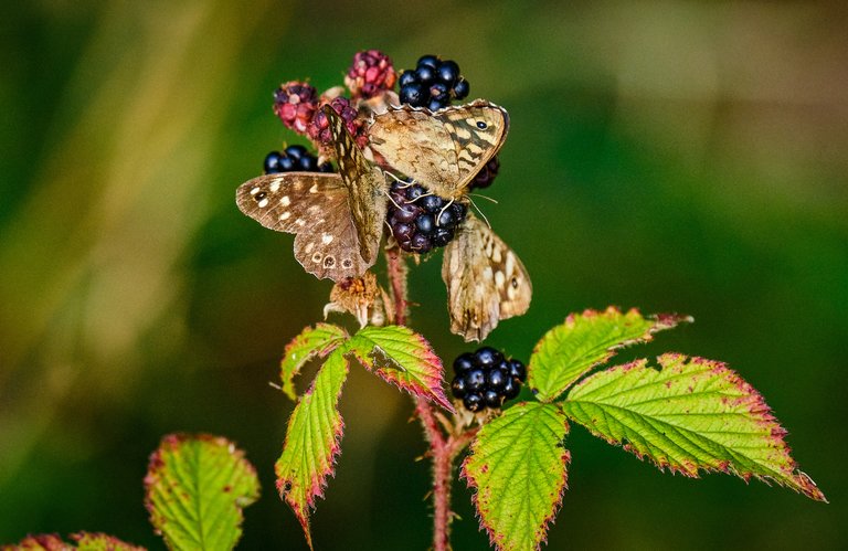 Butterflies on blackberry plant