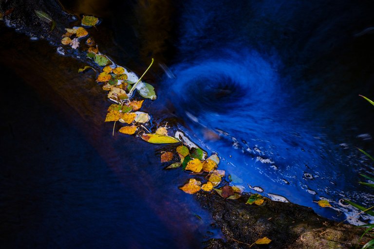 Close up of yellow and green leaves on water