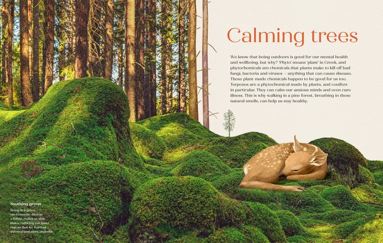 book page design showing sleeping deer on a mossy forest floor