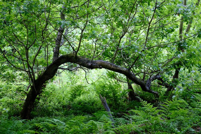 Interesting tree growing horizontally 