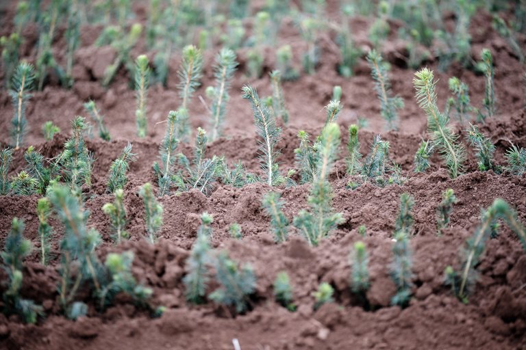 Tiny tree saplings planted in soil