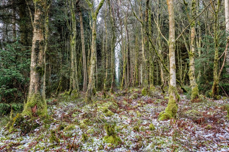 Frost covered moss on forest floor with lines of trees in the distance 