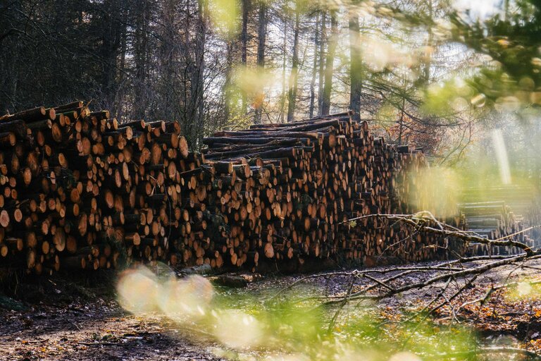 A large pile of logs on the forest floor during autumn