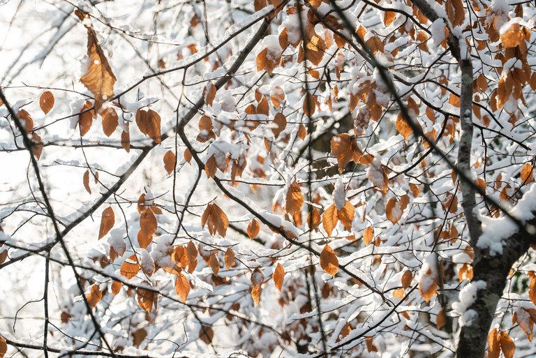 Close-up of winter leavers partially covered in snow, hanging from bare branches