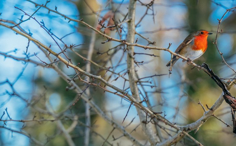 Close-up of a robin perched among bare winter twigs, with a wintery blue sky seen through the trees