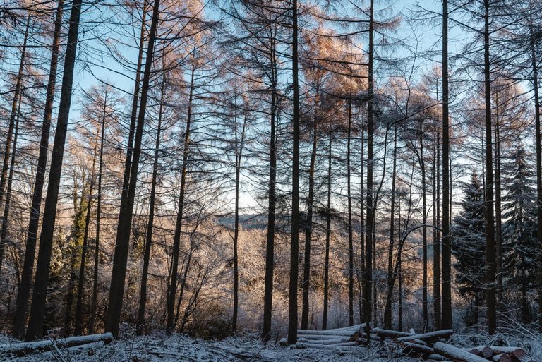 Light snow on the ground, covering logs, with tall trees and a winter blue sky