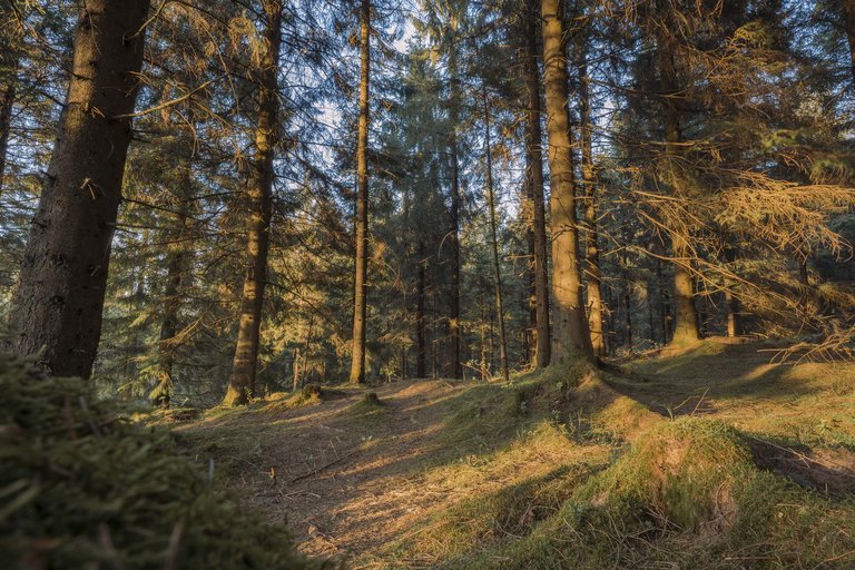 Mossy woodland path