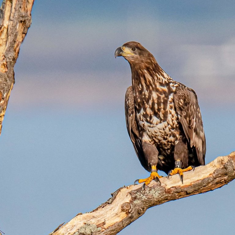 close up of juvenile white-tailed eagle