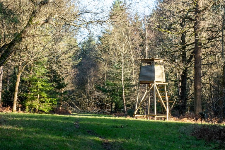 grassy area within forest with a bird watching tower