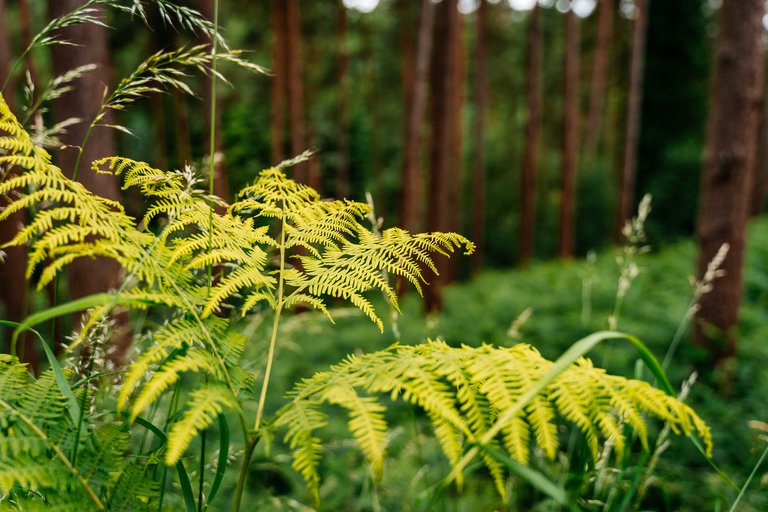 green ferns in focus in the foreground with tree trunks in the background