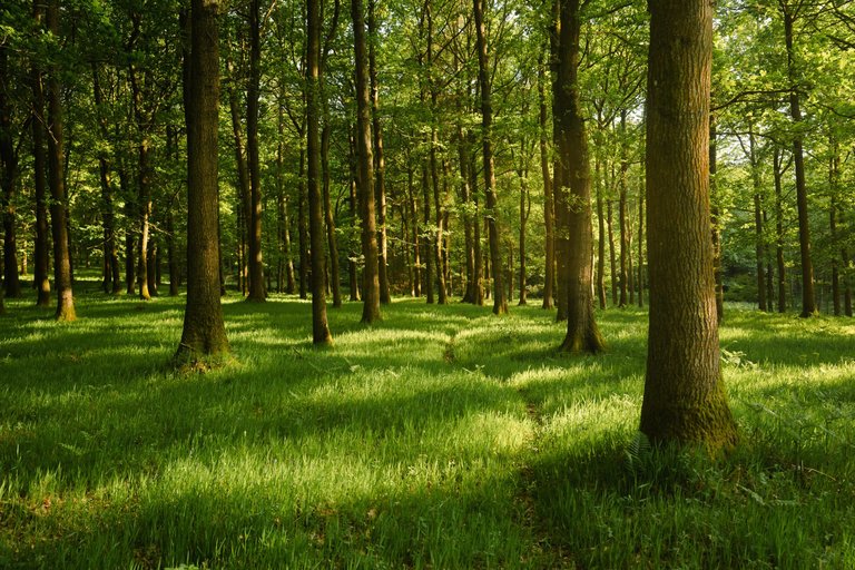 Forest floor covered in greenery with tree trunks