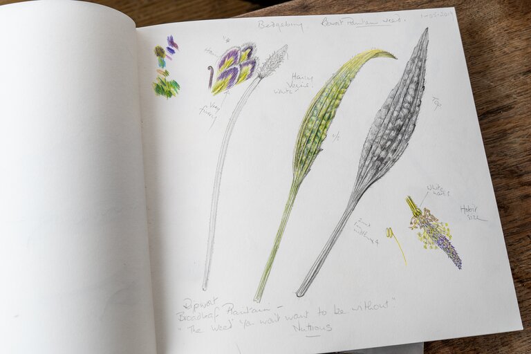 Botanical paintings inside artist's sketchbook 