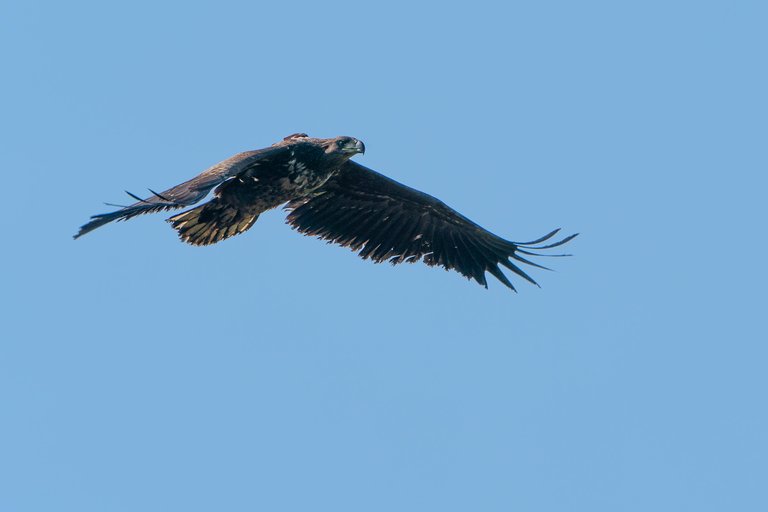 white-tailed eagle in flight with radio tracker