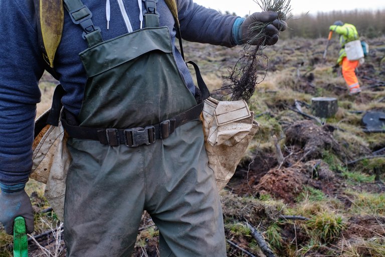 Tree planter pulling plant material from bag