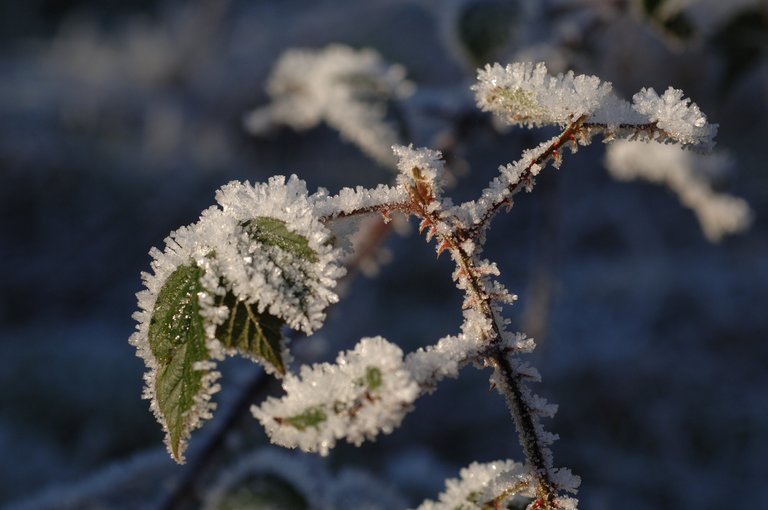 Close-up of bramble leaves and stalk covered in frost