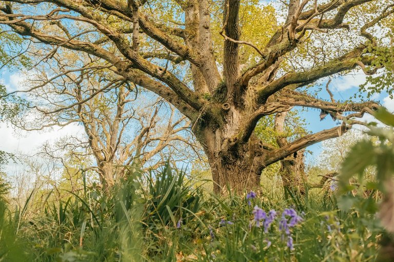 A large, sprawling veteran oak tree, with bluebell cluster in the foreground