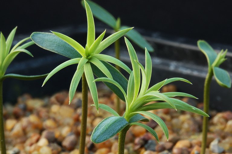 Close-up of sprouting seedlings on a bed of gravel