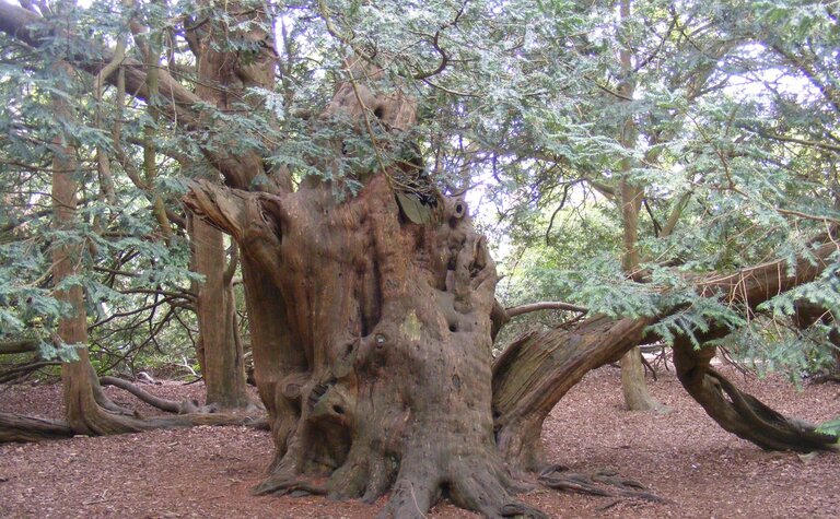 Ancient yew tree with a large hollow trunk, twisted bark and sprawling branches growing across the woodland floor.