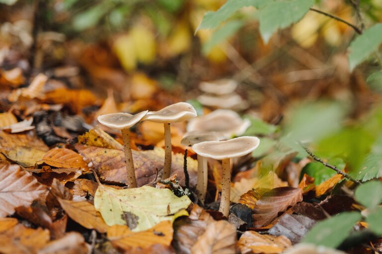 A group of fungi on stalks growing among fallen autumn leaves.