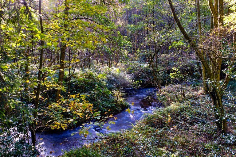 Forest 100: a year in the life - natural landscape | Forestry England