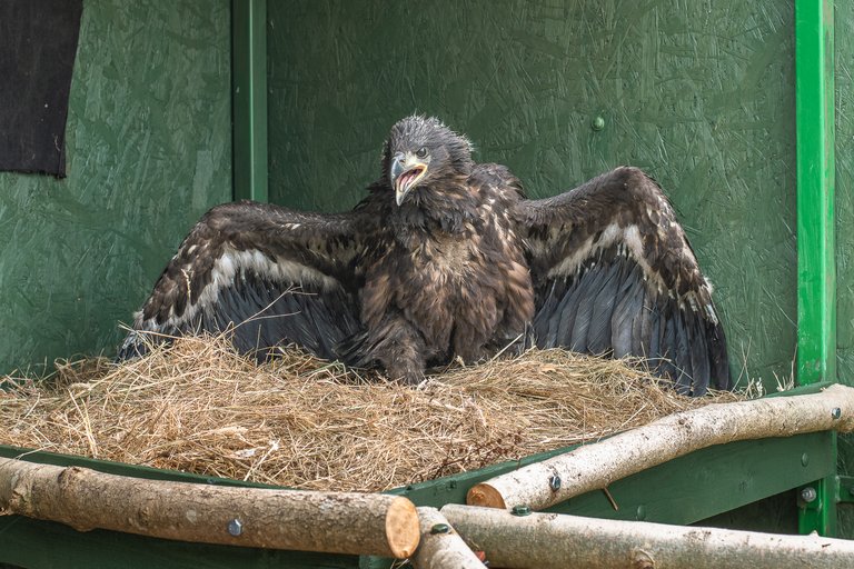 white-tailed chick in pen with wings outstretched