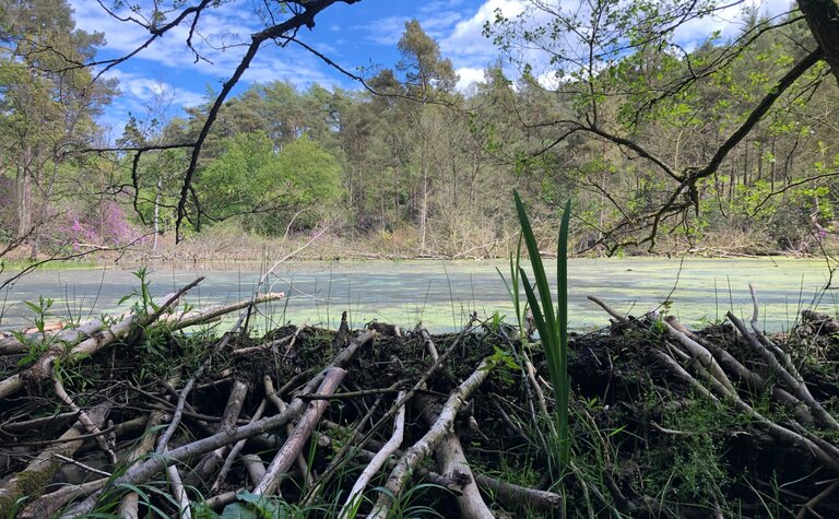 Piled sticks along a river bank, with forest across the water.