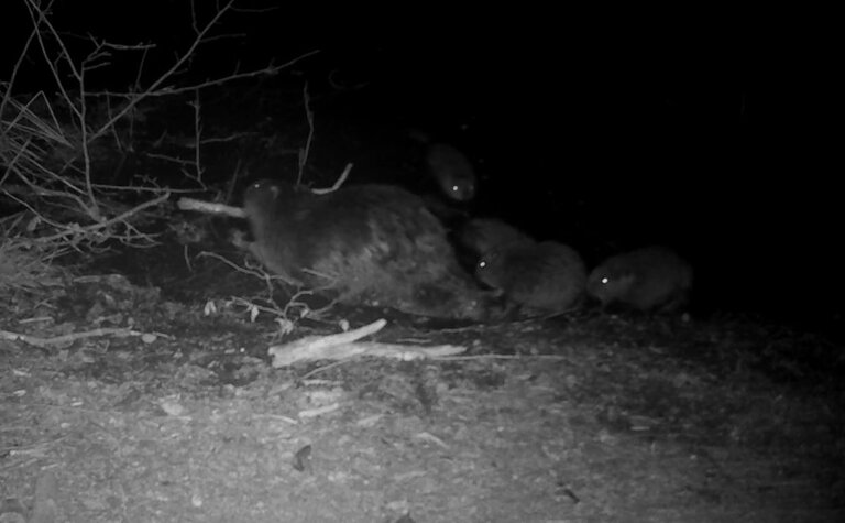 Black and white image of an adult beaver with three young.