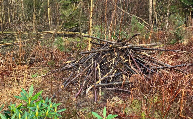 A beaver dam of piled sticks on a river bank.