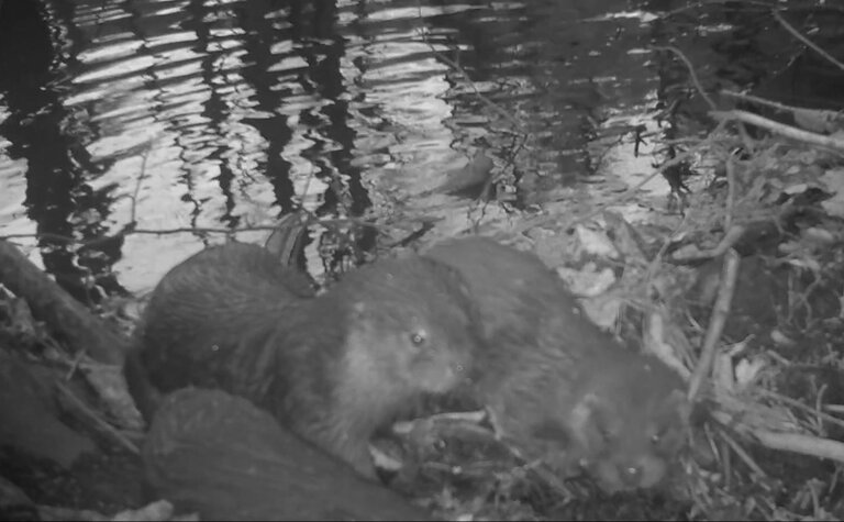 Black and white image of two otters on a river bank.