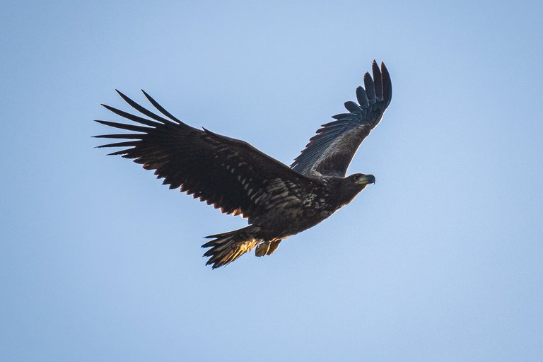 white-tailed eagle in flight