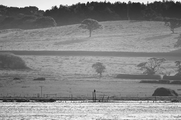 Photo of countryside with eagle perched very distant in the background