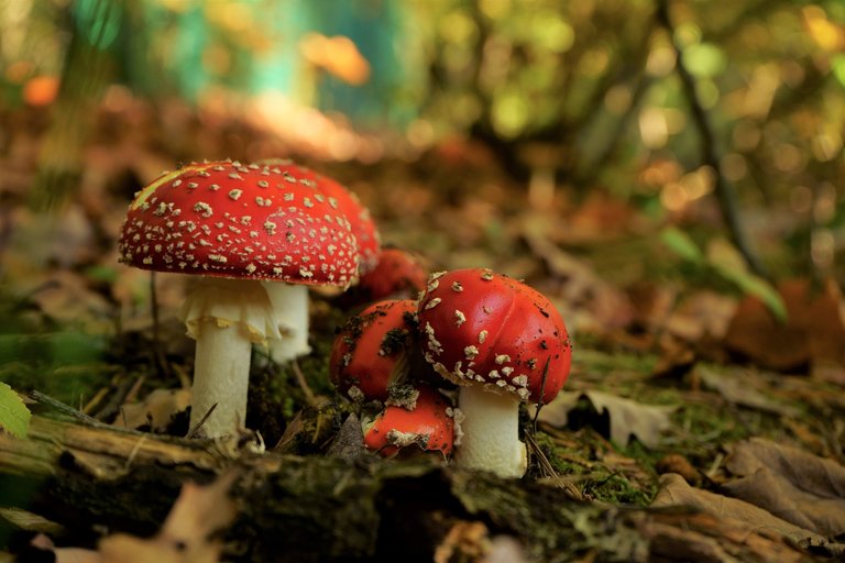 Fly agaric mushrooms red with white spots